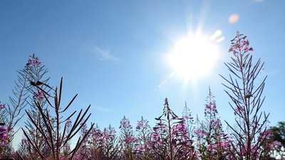 Wiese im Vordergrund und am Himmel eine strahlende Sonne